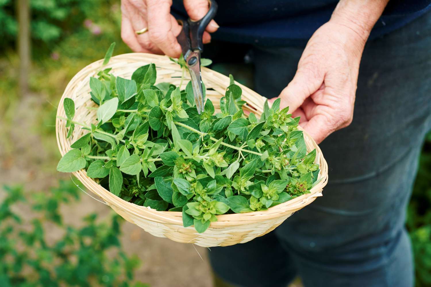 The hands of a gardener holding a basket of recently snipped oregano springs
