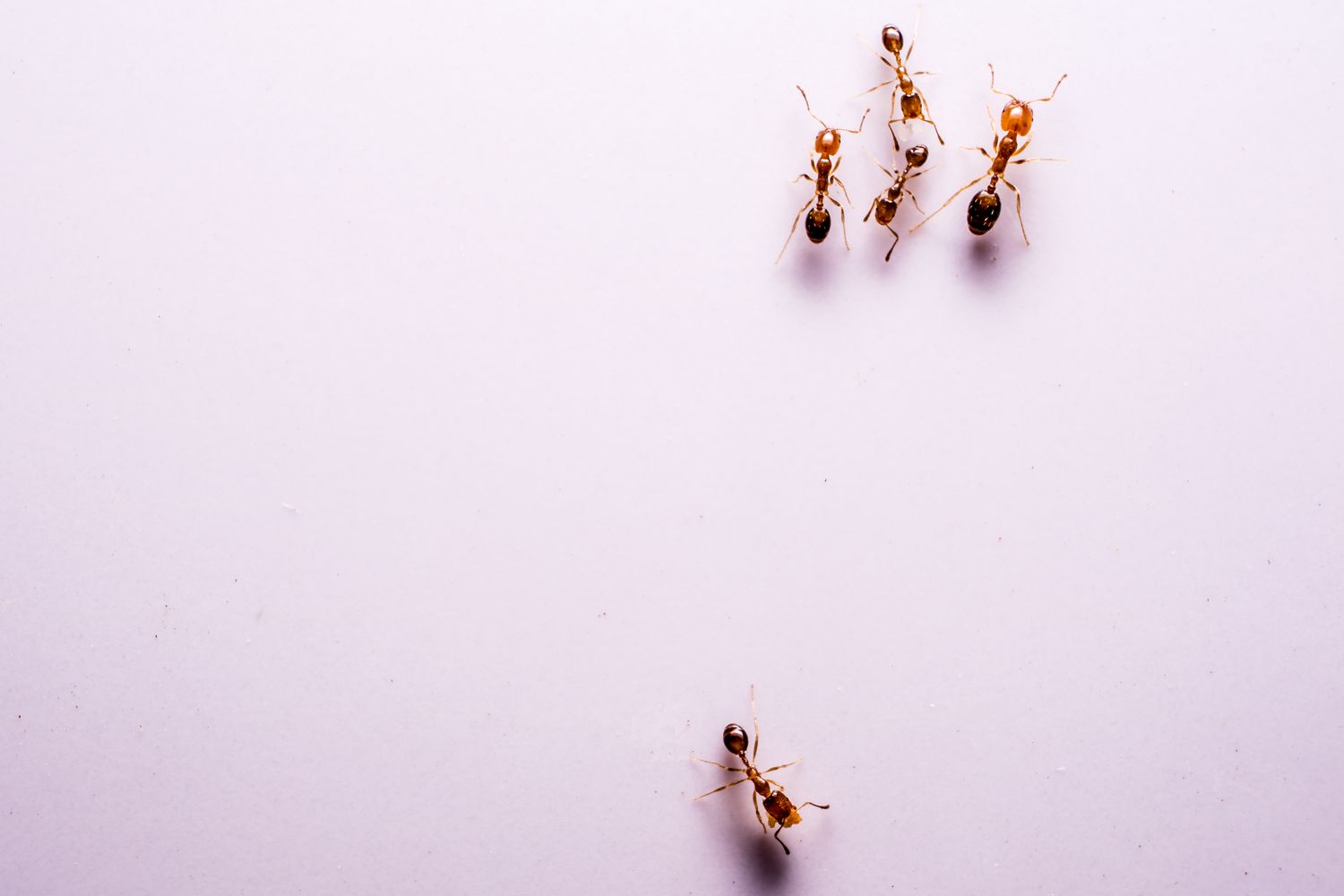 Group of ants on a plain background one ant separated from the group