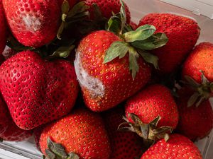 Close up photo of strawberries in a plastic container. Two of the strawberries are moldy.