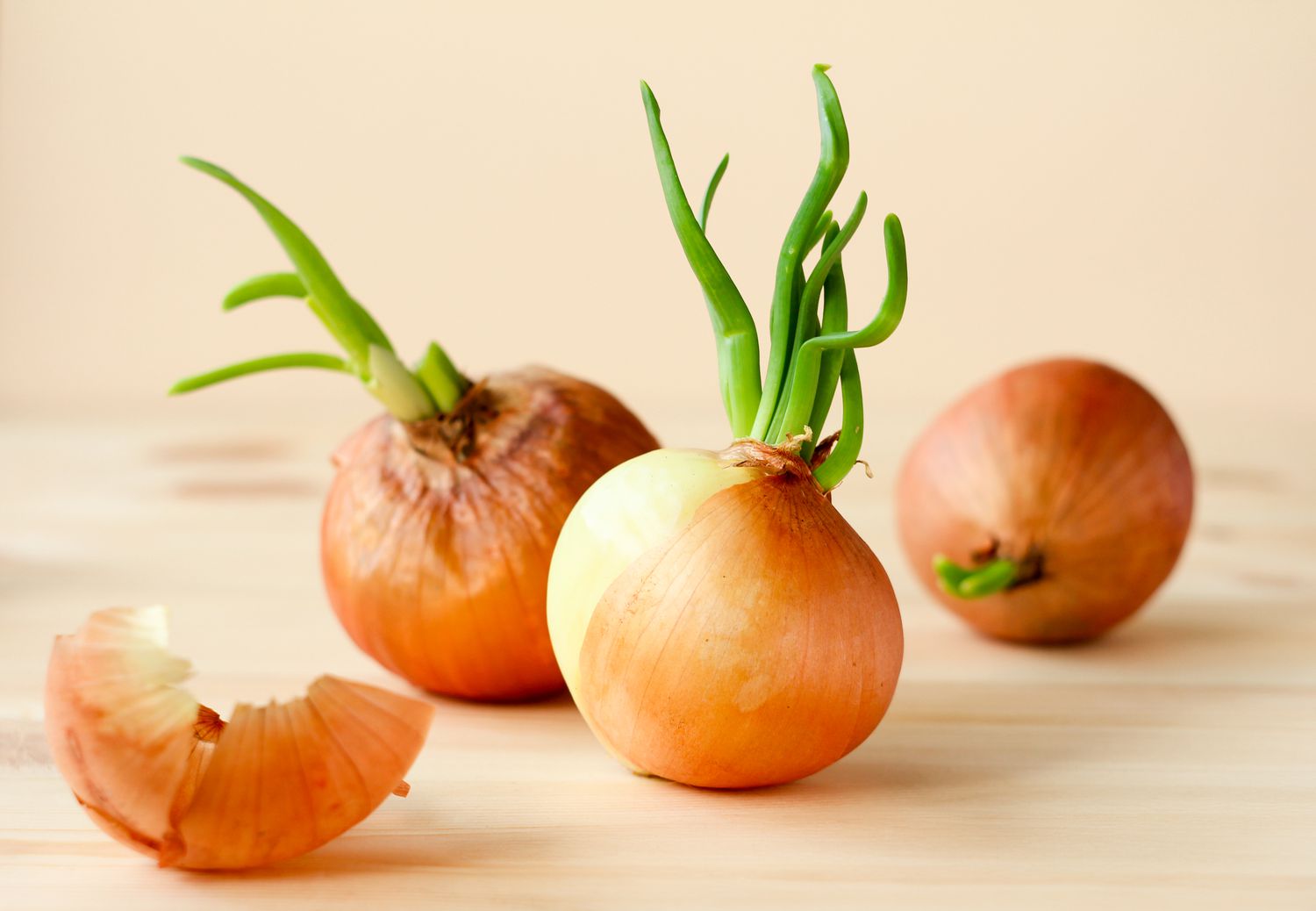 Sprouting onions on a wooden table