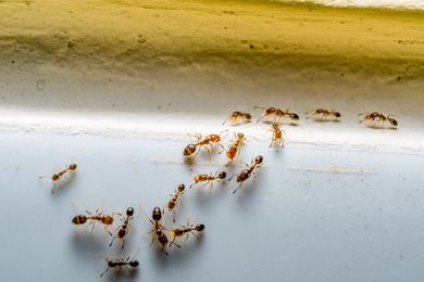 Several ants gathered on a surface along a wall seam