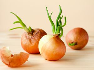 Sprouting onions on a wooden table