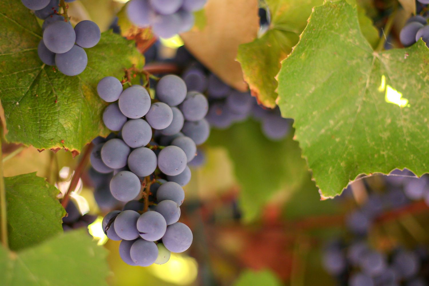How to make grape juice with grapes on a vine.