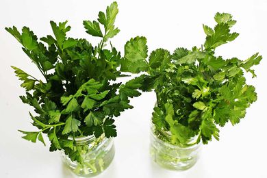 how to store parsley and fresh herbs