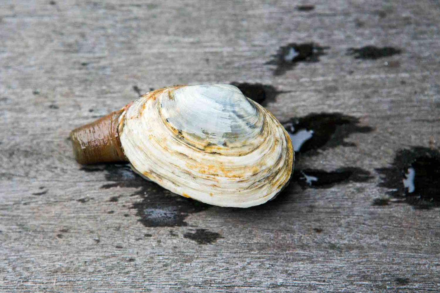 New England Steamer clam sitting on a wooden surface