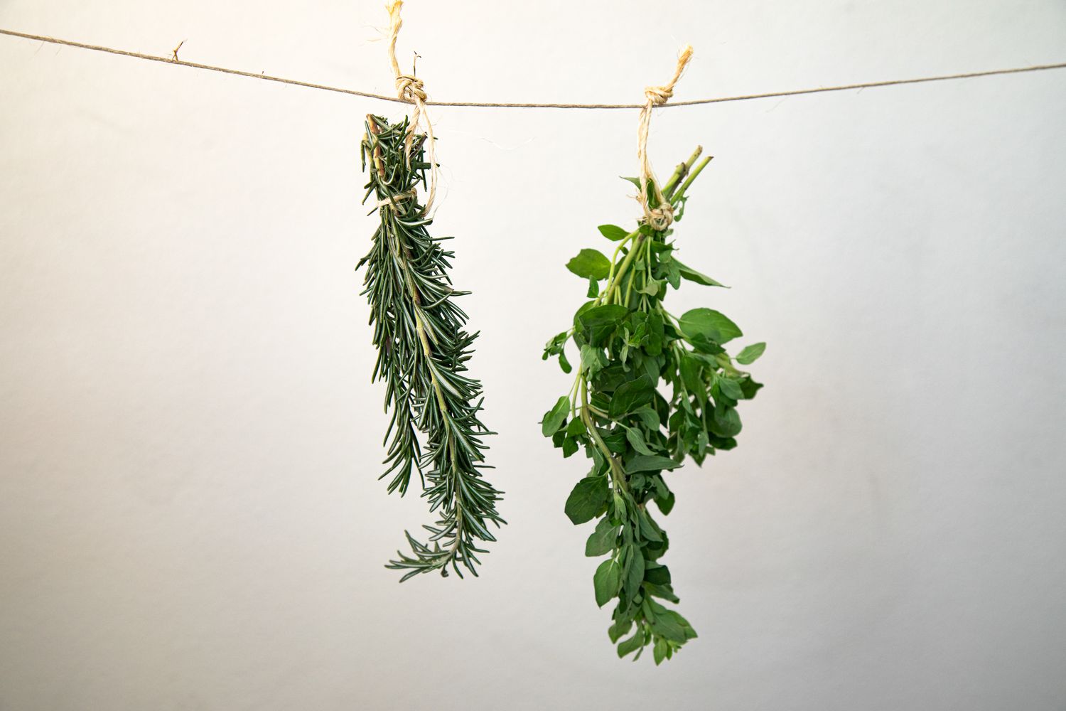 Sprigs of Herbs Tied onto an Indoor Clothing Line