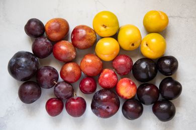 Varieties and colors of plums