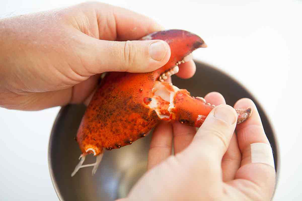 The small end of a lobster claw being pulled off