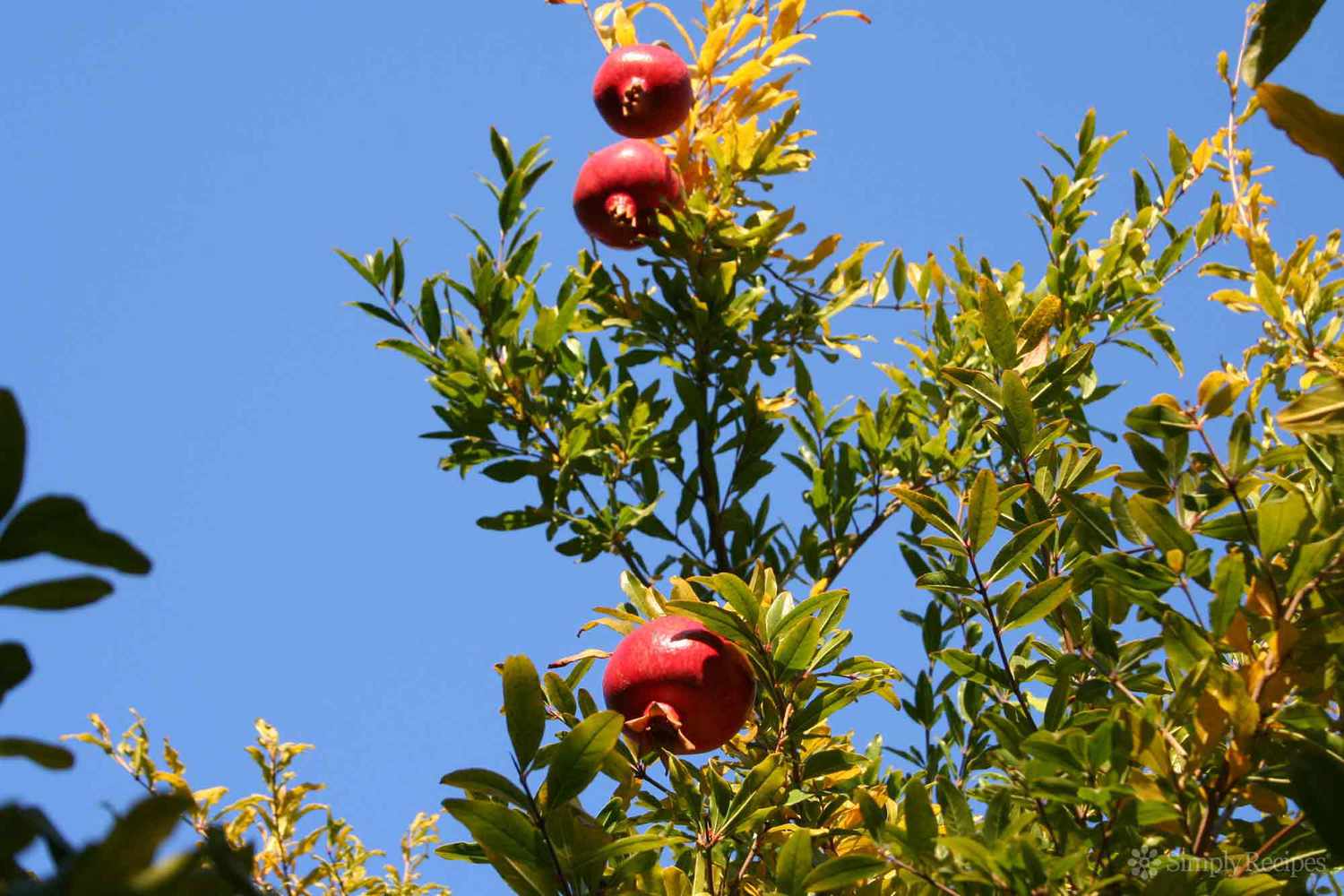 Pomegranates on Tree
