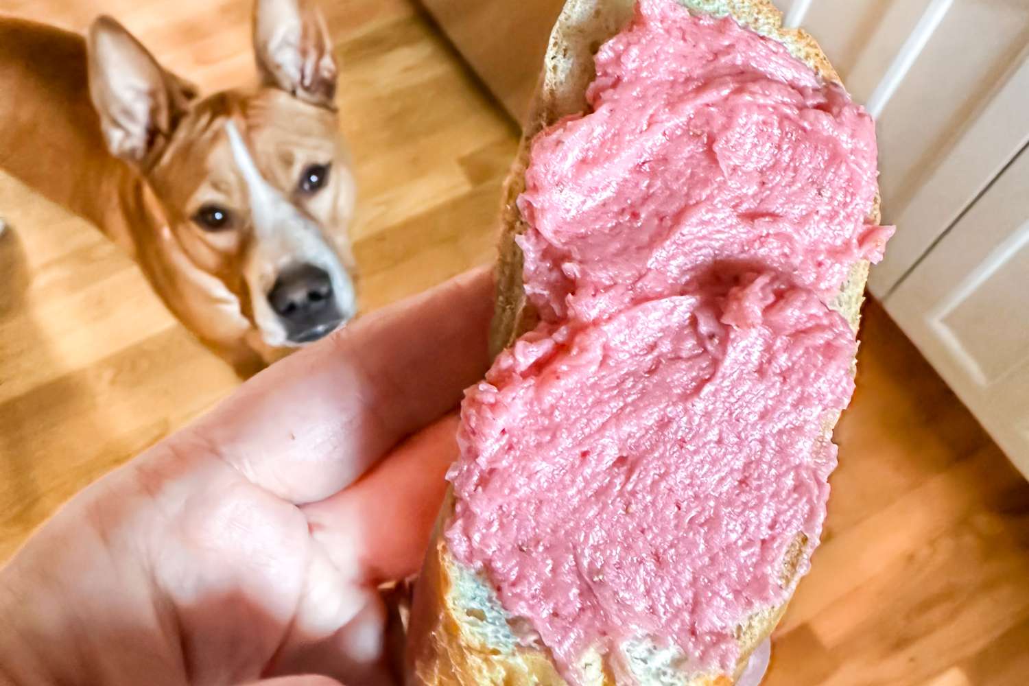 Strawberry butter spread on a piece of bread held in a hand, a dog is looking up at the bread