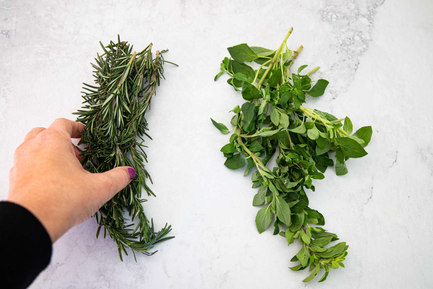 Sprigs of Herbs (Rosemary and Oregano) on the Counter