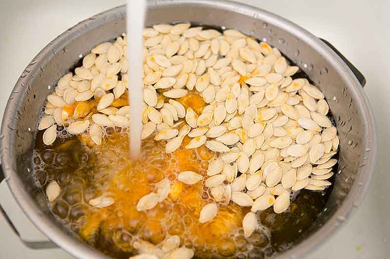 Pumpkin seeds being rinsed with water before cooking