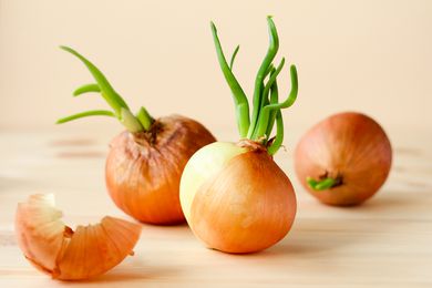 Sprouting onions on a wooden table