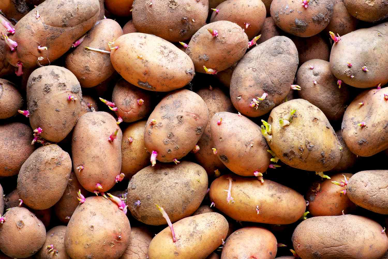 A pile of potatoes that are beginning to sprout