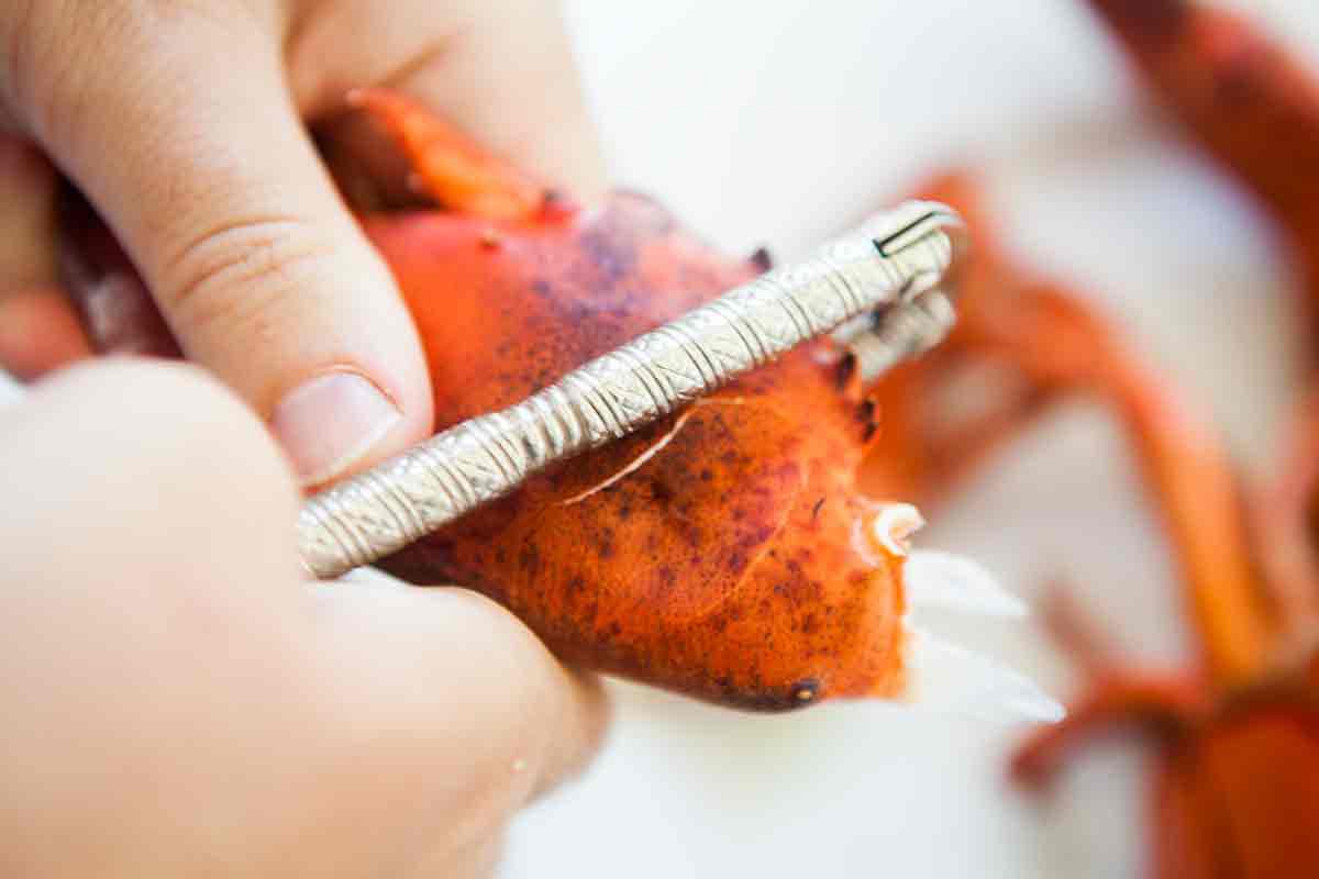 A nutcracker being used to break the claw shell
