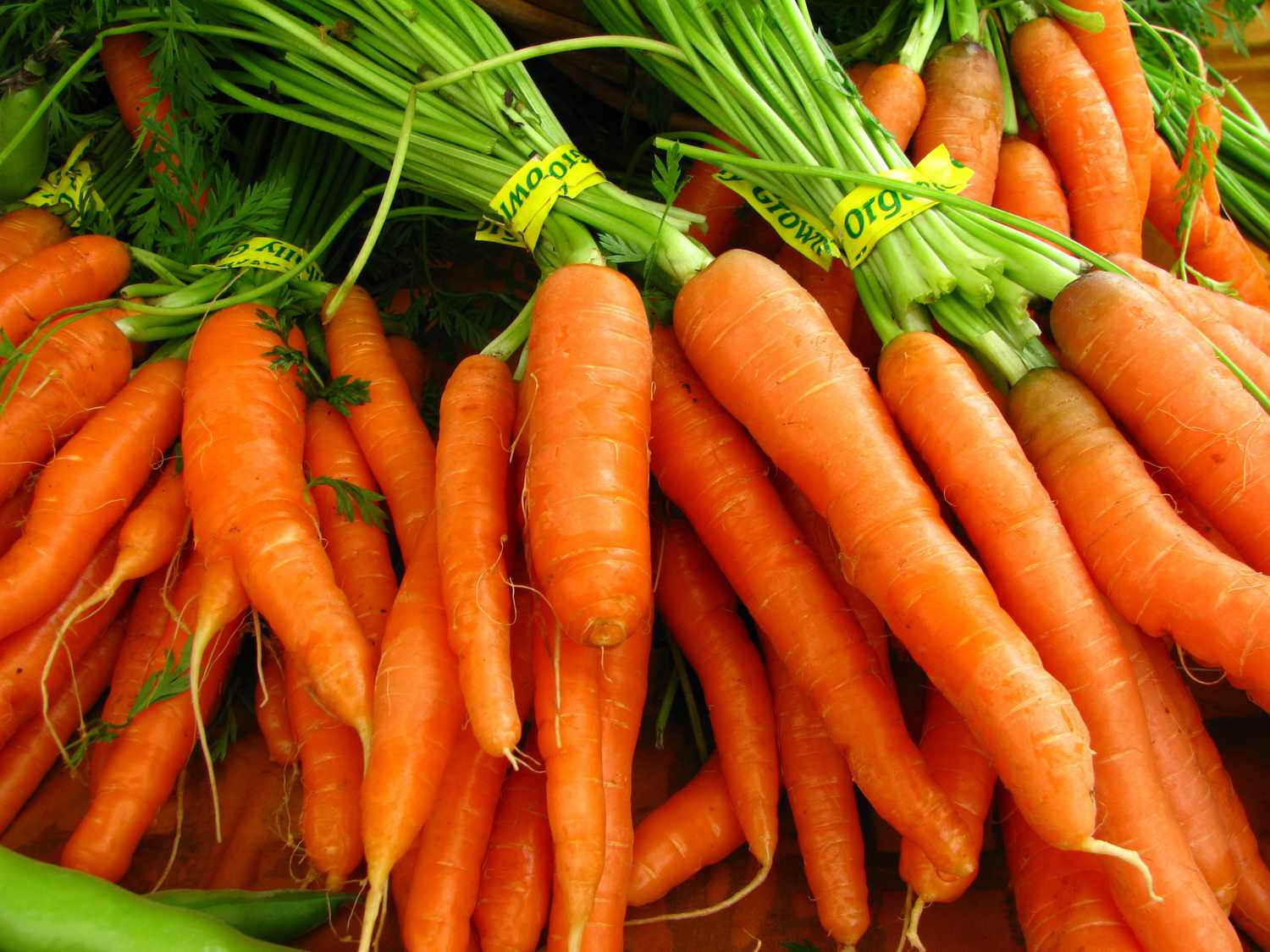 A bunch of fresh carrots with green tops, tied in bundles and laid out for display