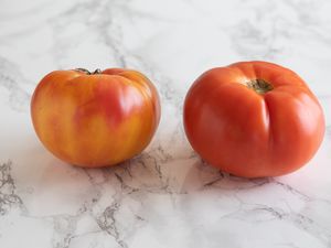 Tips for improving out of season tomatoes