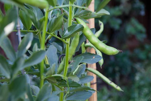 garden-fava-beans.jpg