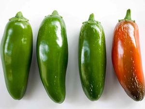 Jalapeno Hotness