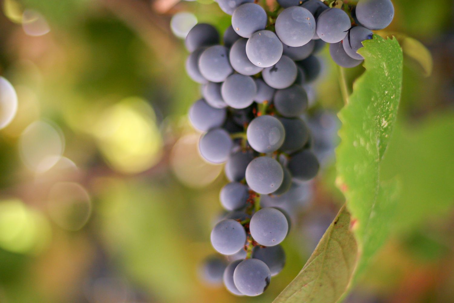 Grapes on vine