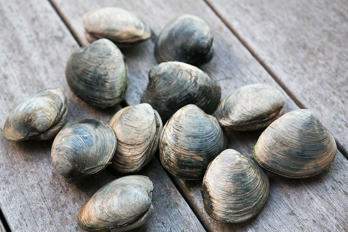 Clams on a wooden surface