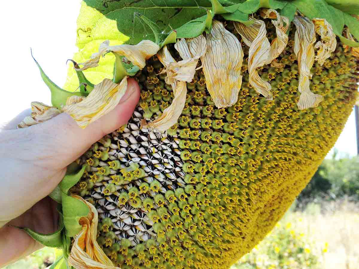 Reveal sunflower seeds in sunflower