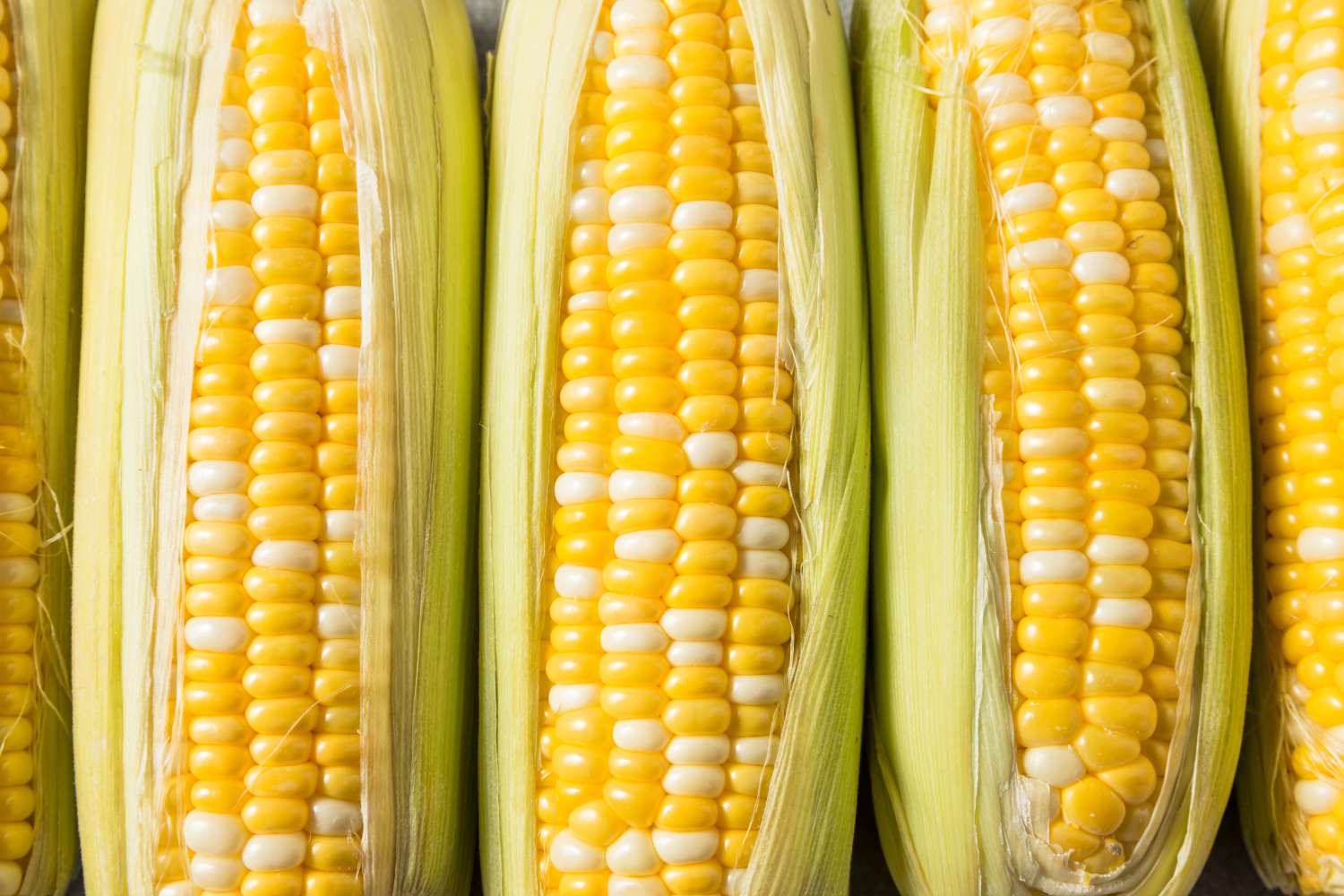 Closeup of fresh corn cobs with husks partially opened