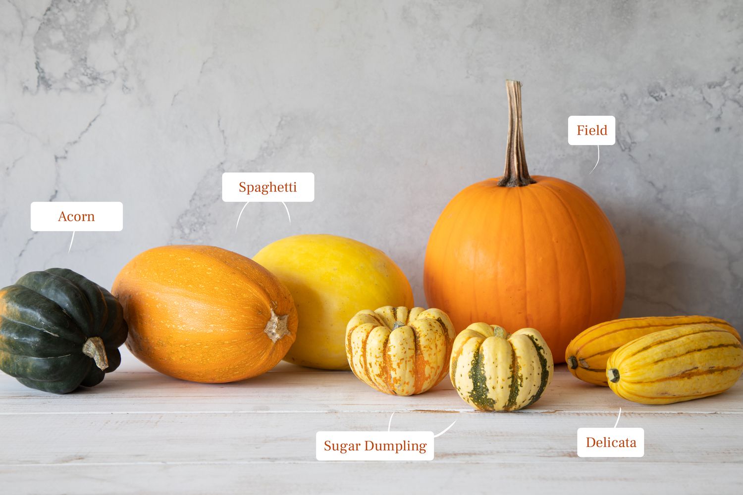 Acorn, spaghetti, field, sugar dumpling, and delicata squash