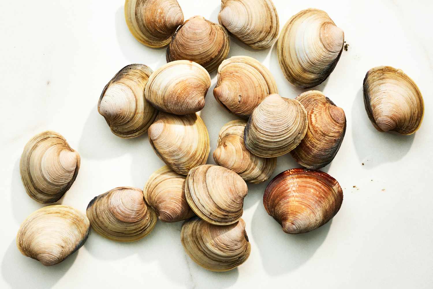 Clams on the Counter 