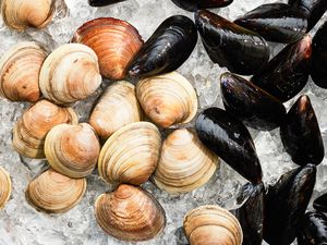 Close-up: Mussels and Clams on Ice on a Baking Tray