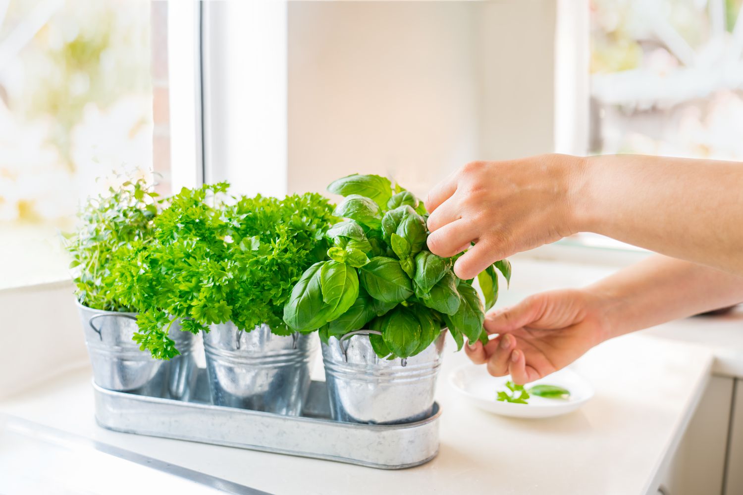 Close up woman's hand picking leaves of basil greenery from a mini herb garden on a kitchen countertop