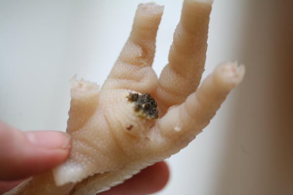 chicken-feet-stock-method-5