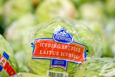 Head of iceberg lettuce in the original plastic wrapping 