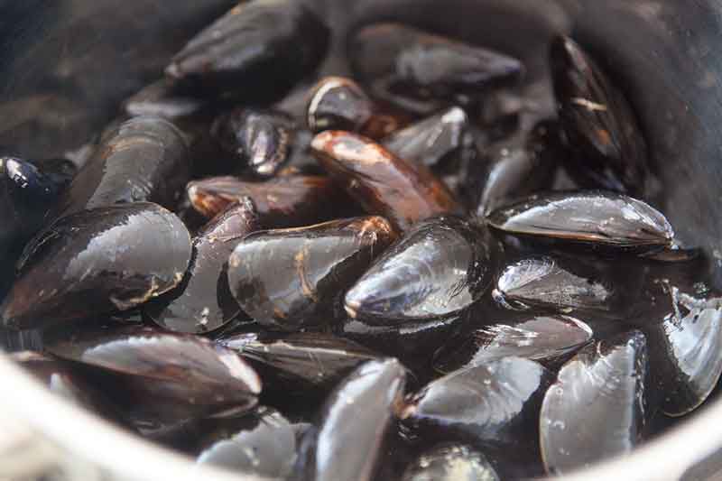 mussels-white-wine-sauce-method-1