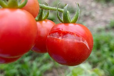 Cracked tomato on the vine