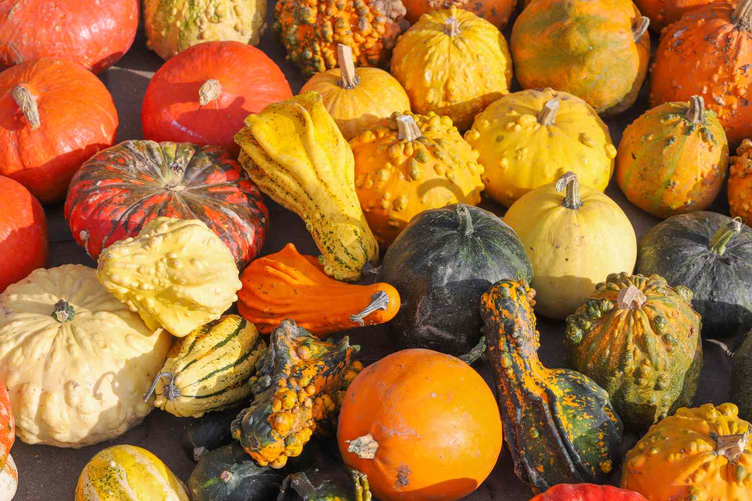 A spread of different pumpkins and squash