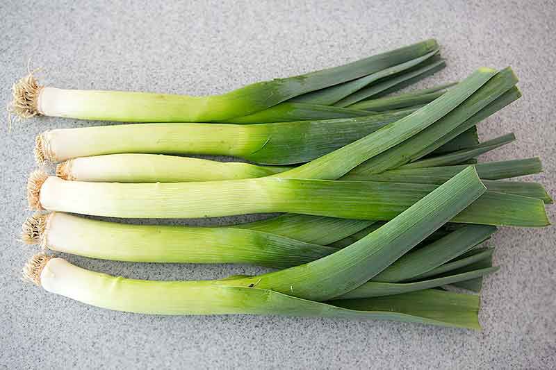 several long fresh leeks before cleaning them