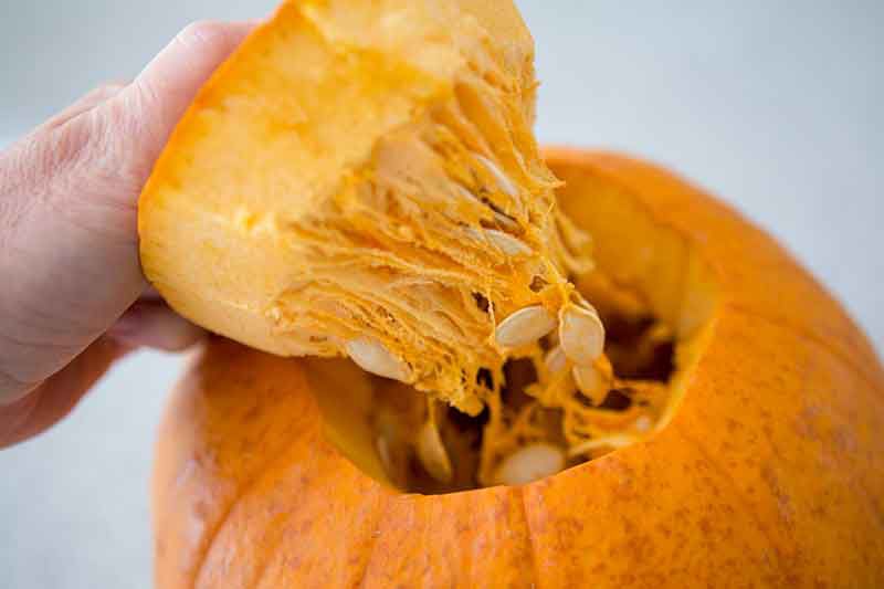 Removing fresh pumpkin seeds by cutting open the top of a pumpkin