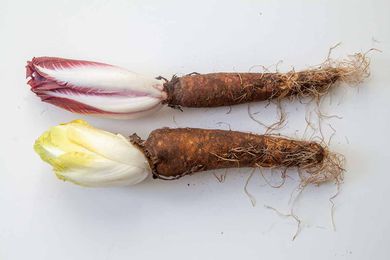 Endives on Their Roots