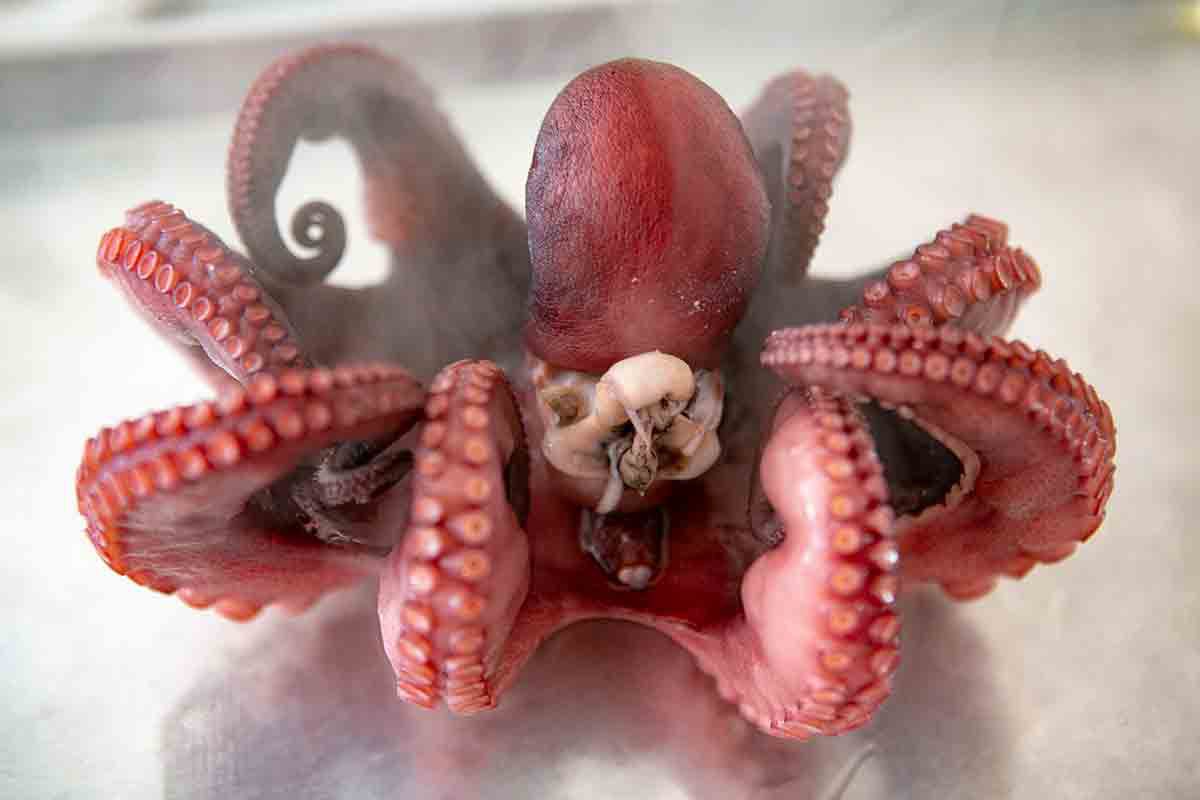 boiled octopus on tray