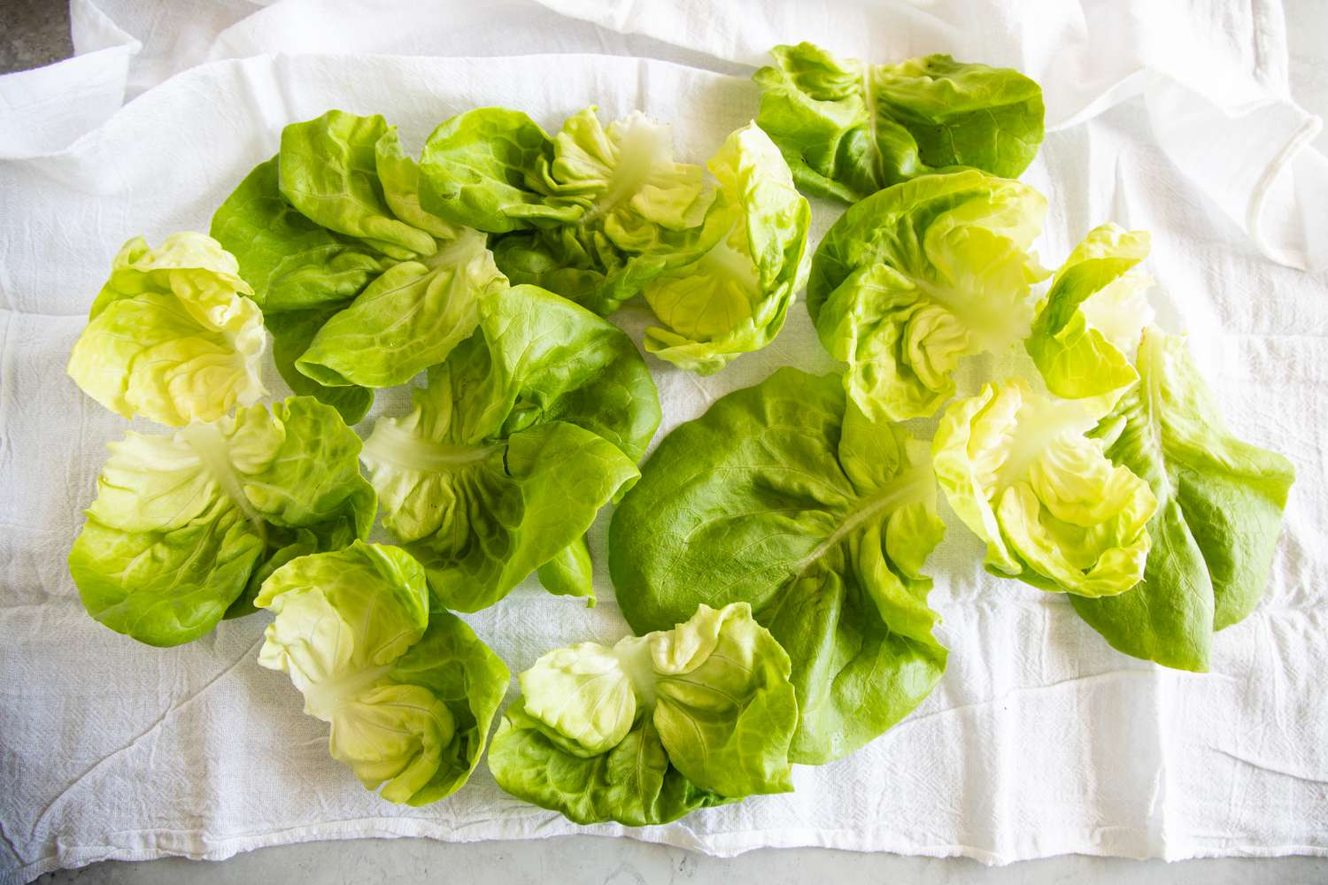 Lettuce leaves laid out on a white flour sack towel