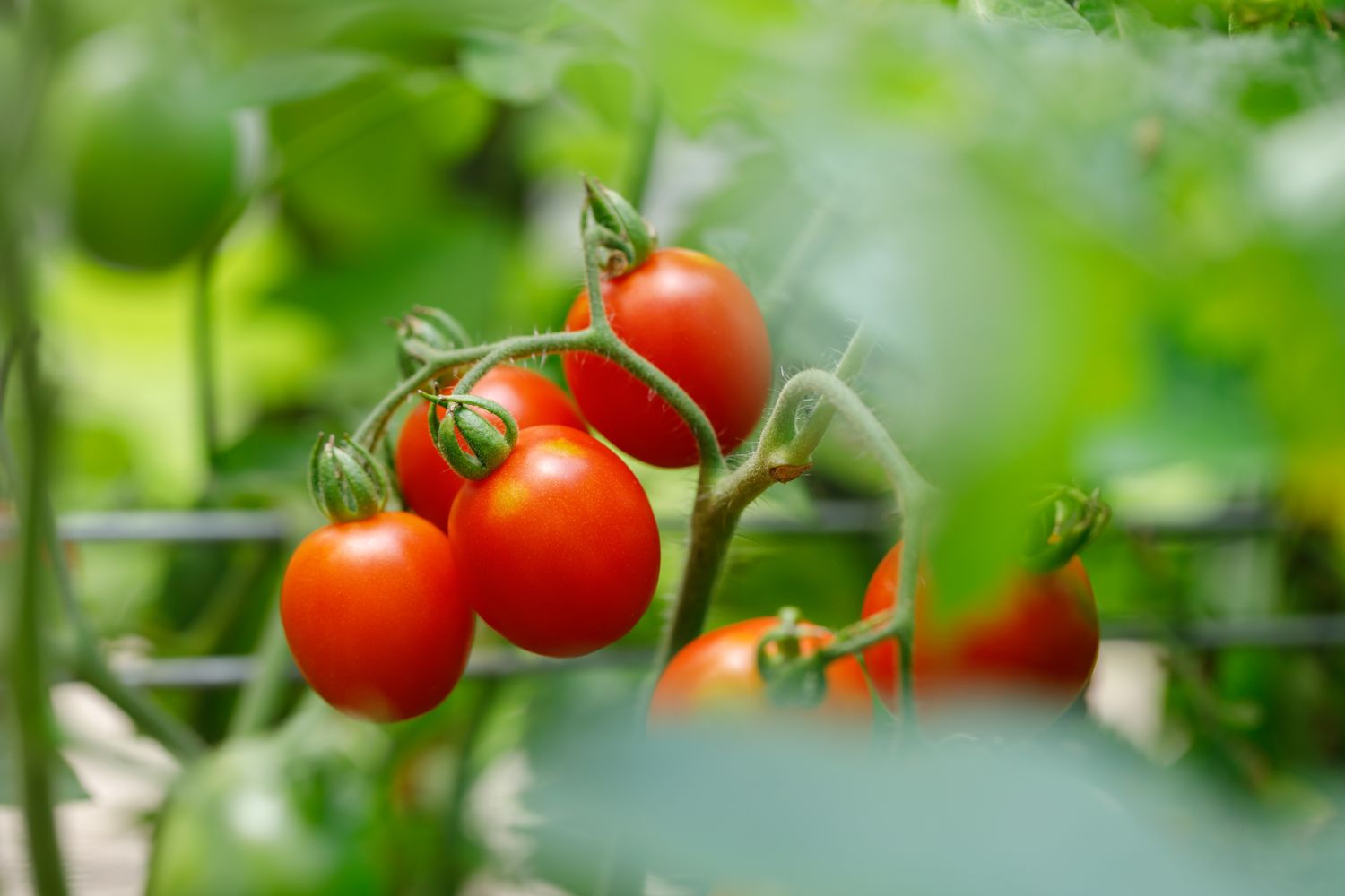 Cluster of tomatoes on a vine view focuses on red ripened fruits among green foliage