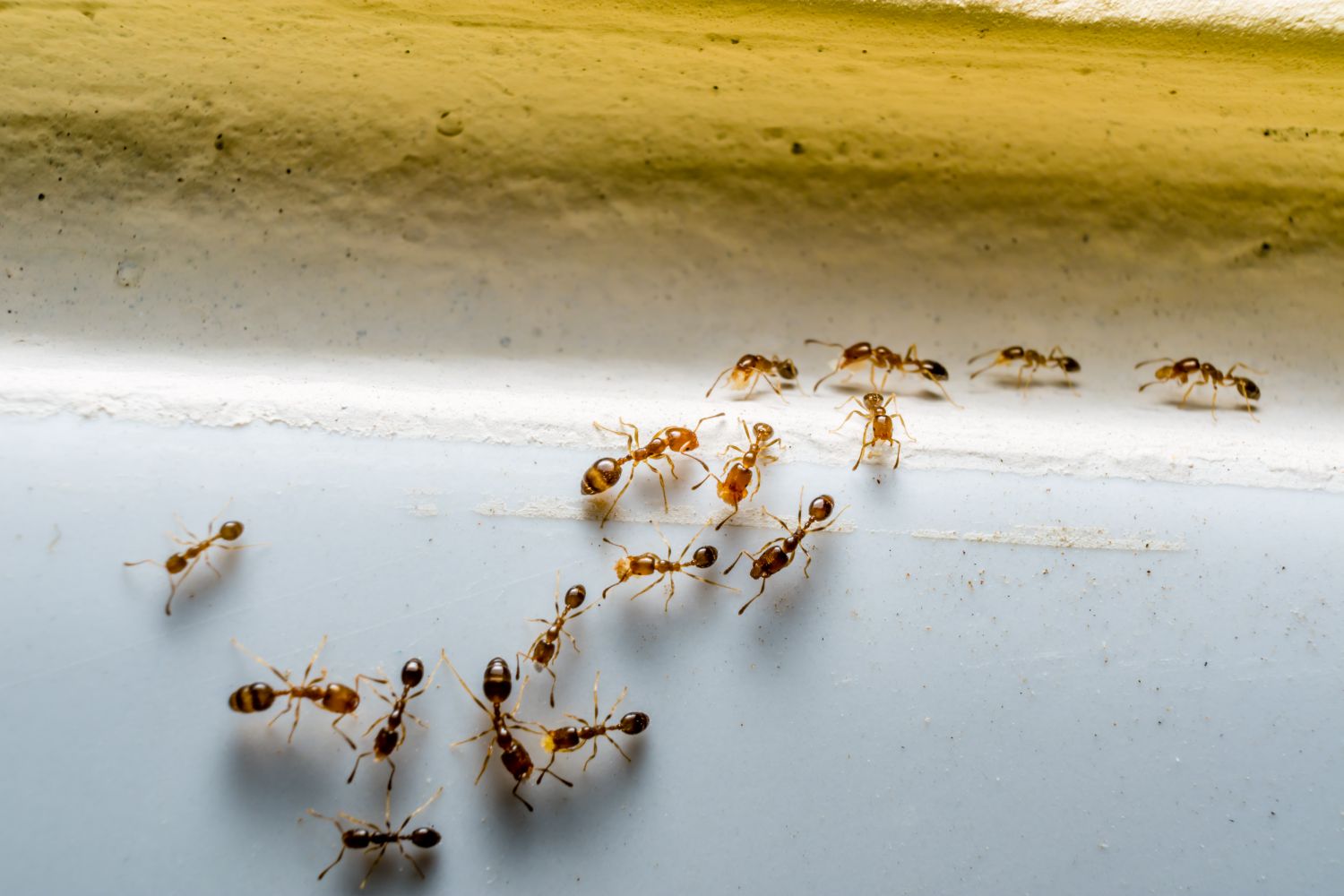 Several ants gathered on a surface along a wall seam