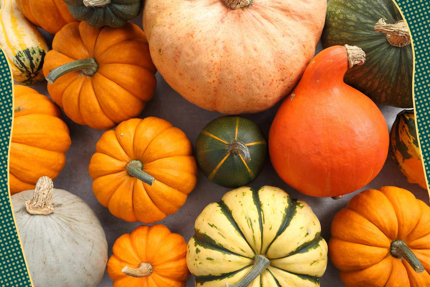 Photo of a variety of winter squash (pumpkins and gourds) with deep green and yellow dotted illustrations on the corners