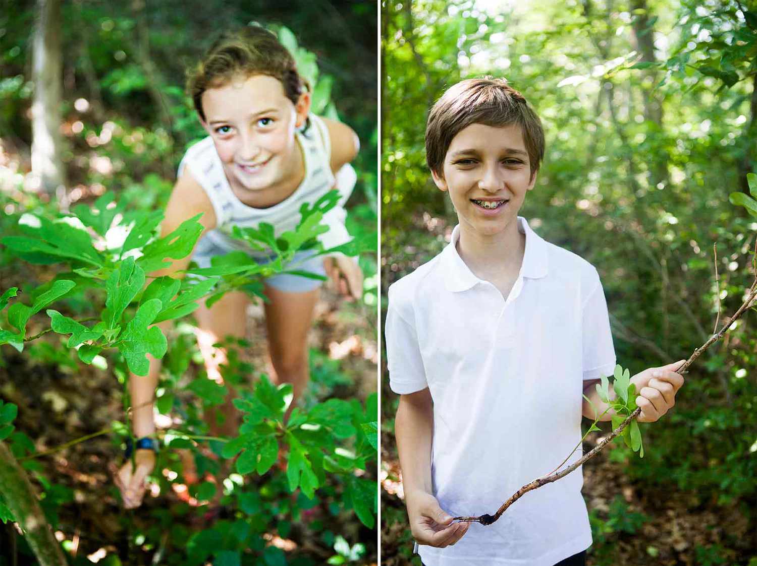 Sassafras Picking