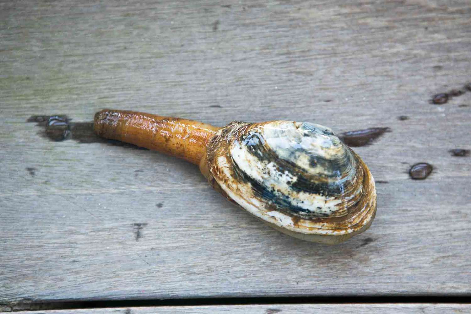 New England Steamer clam with its siphon extended