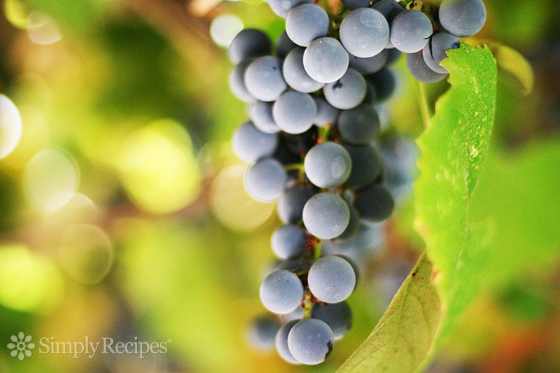 Concord grapes hanging from grapevine