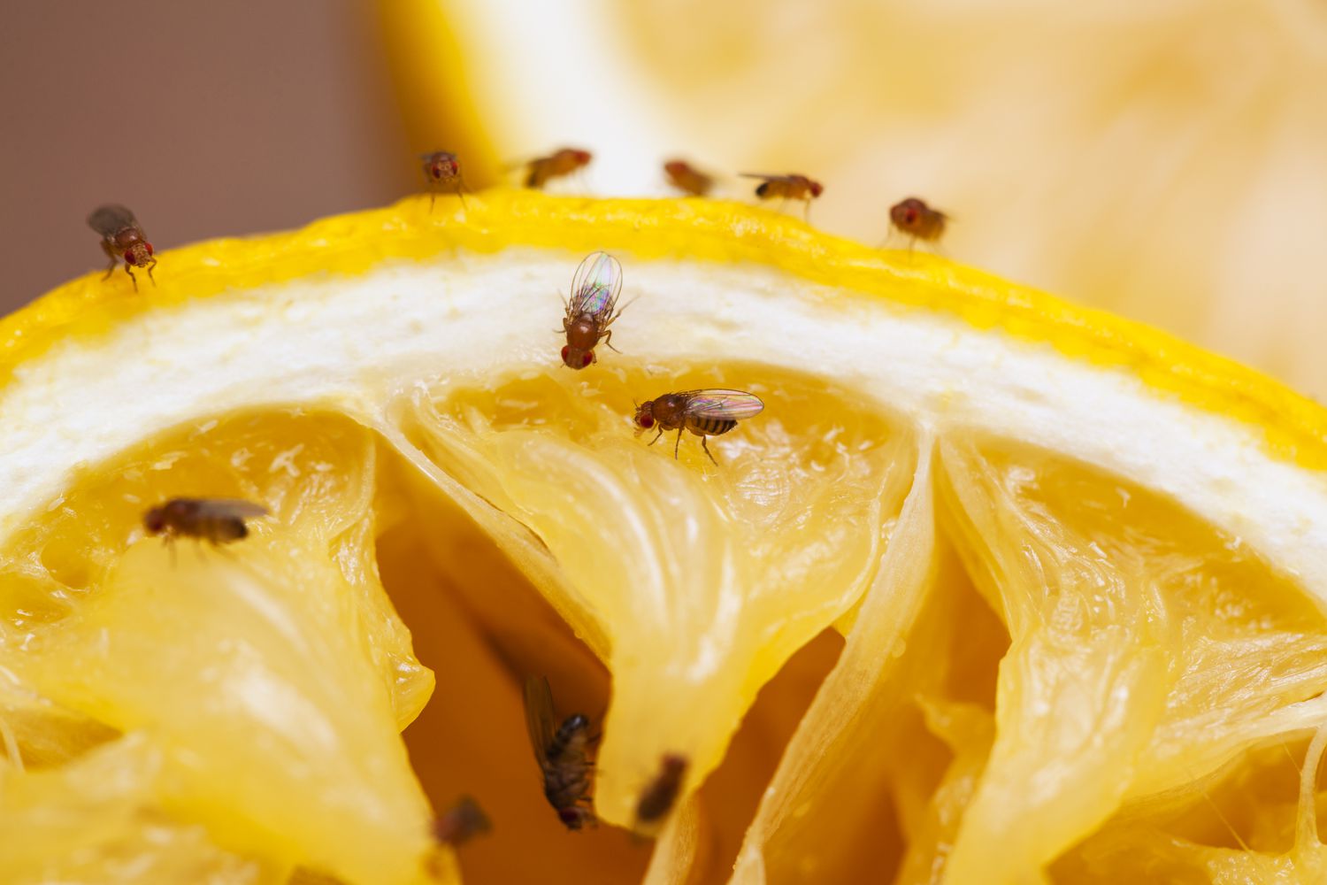 Fruit flies on the surface of a cut orange