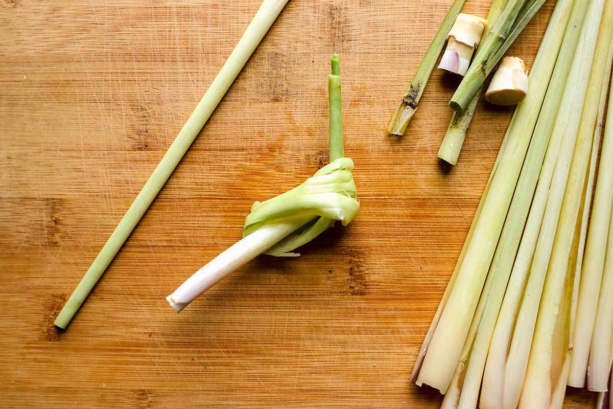 Stalks of lemon grass on a wooden cutting board. One stalk is tied in a knot for tom yum soup.