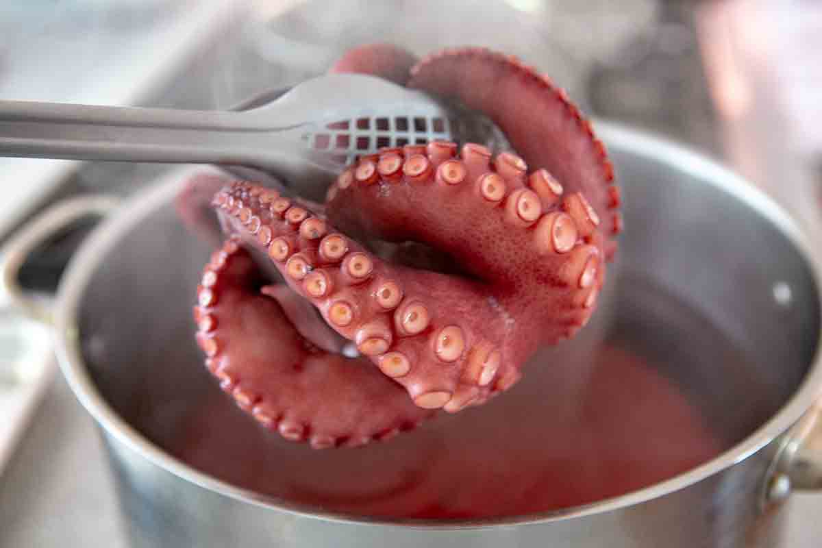 using tongs to retrieve boiled octopus from pot
